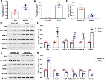 Paternal High-Fat Diet Altered Sperm 5'tsRNA-Gly-GCC Is Associated With Enhanced Gluconeogenesis in the Offspring